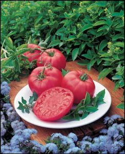 Hybrid Tomato Varieties Image